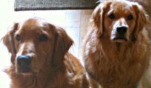 Golden Retriever mixes