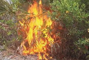 sleeper-brush-fire-volusia-lightning-0509