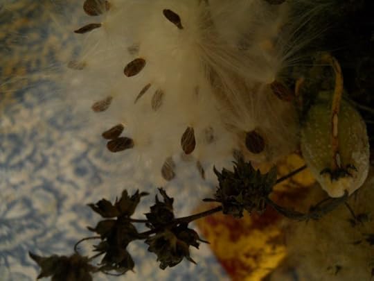 DSCN5170
