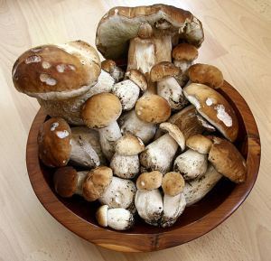porcini mushrooms
