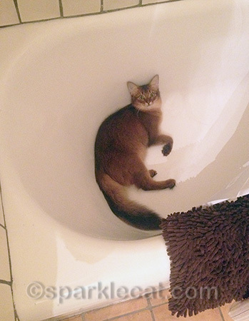 C'mon, toss a toy in here!