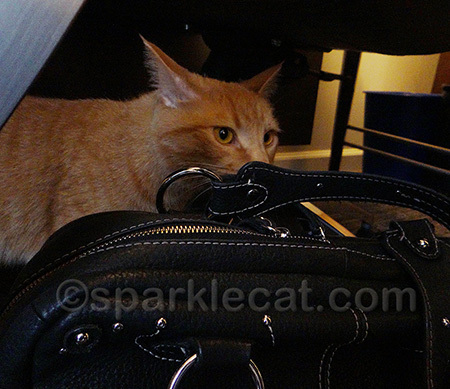 Who is that mysterious young kitty I smell?