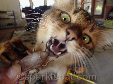 I killed it a bunch of times, just when my human was photographing me!