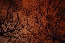 dark trees