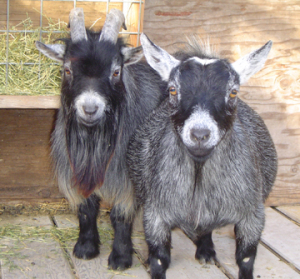 I imagine this is what Appley and Crambler would look like. Appley would be the smaller of the two, Crambler would be blockish and a little grumpy.