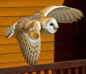 Barn Owl