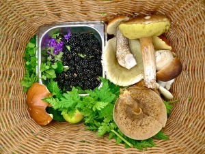 Foraging at Talldungen