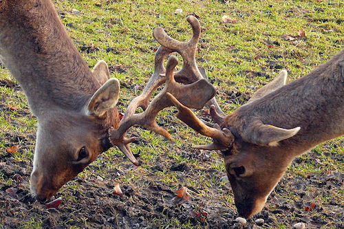 KaempfendeHirsche-2-cropped-1.jpg