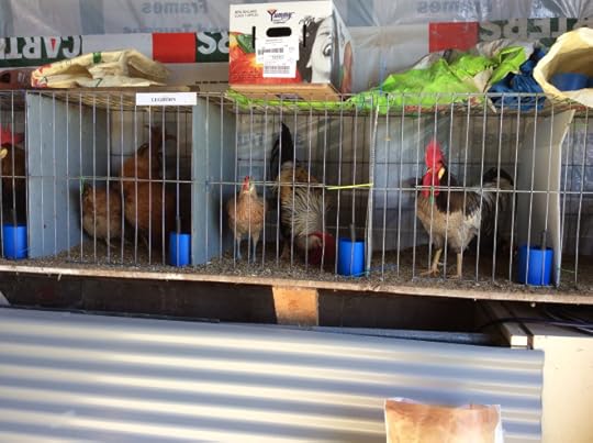 A row of roosters and their hens at the local agricultural show. I think the one on the right is my Mr Peep.