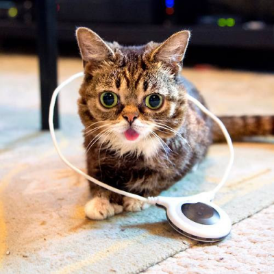 Assisi_Loop_Lil_BUB