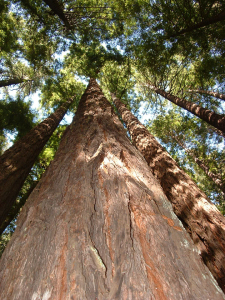 Looking up at an old tree