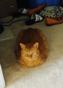 This is my panic room. There are shoes but no food. 