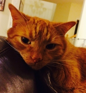 This is Morris, a little before he crossed the rainbow bridge. 