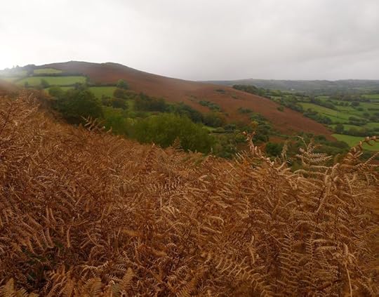Bracken in autumn