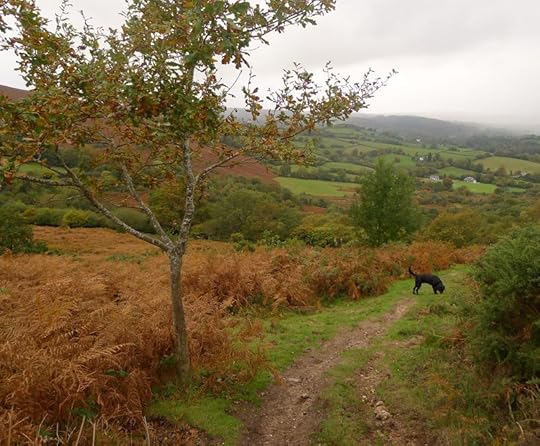 Young oak in autumn