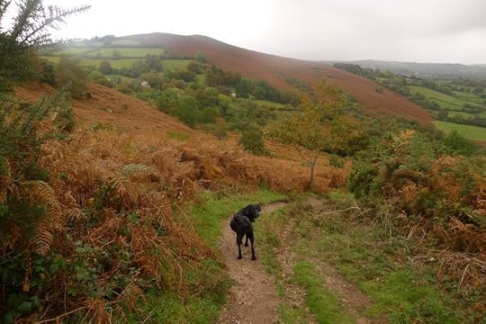 Black dog in autumn