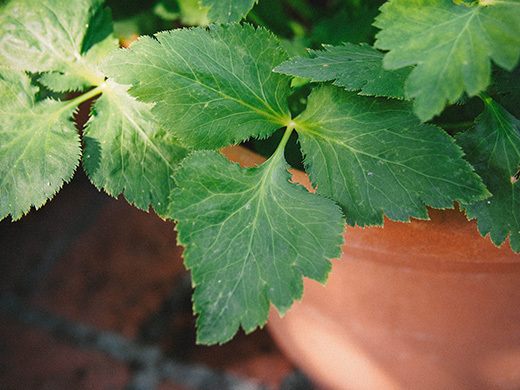 Trefoil leaves on mitsuba