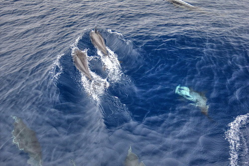 dolphins1.jpeg