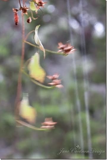 Rain4