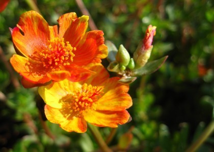 Portulaca_2180 by Rosa Say