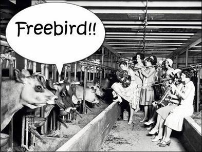 Freebird