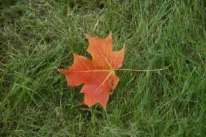 Fall Repackaging 11-7-14