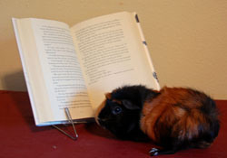 Lilybett Reads