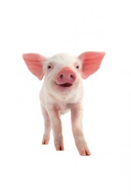 smile pig
