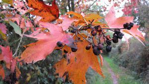 Argentré-du-Plessis_-_Sorbus_torminalis_-_20111104_(1)