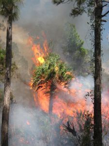 Prescribed fire, Florida