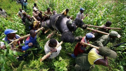The killing fields: Conservation Rangers from an anti-poaching unit work with locals to evacuate the bodies of four mountain gorillas killed in mysterious circumstances in July 2007. Photo: Brent Stirton.