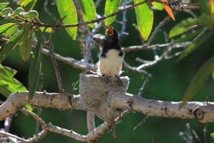 Day 14 - Willy wagtail