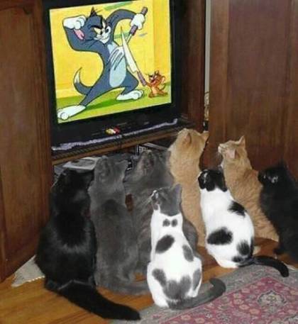 cats