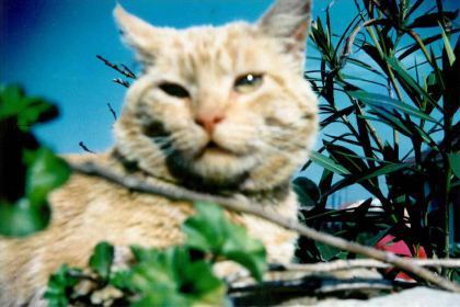 cat2