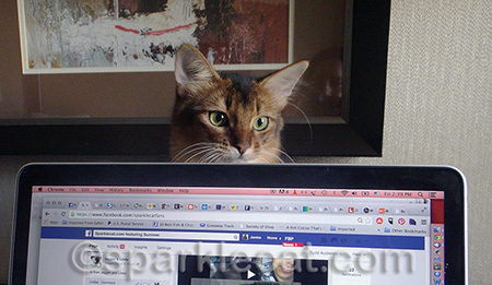 You DO know kitties invented the internet!