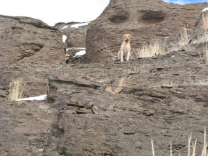 Darby, the Wonder Lab. 