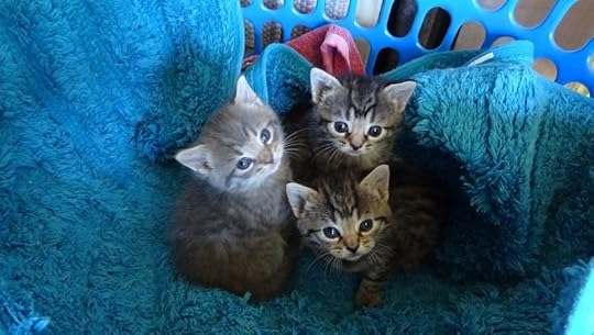  photo KittensQeanbeyanAustralia2ndNovember2014_zps0af4e78a.jpg