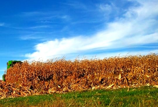 Corn Field