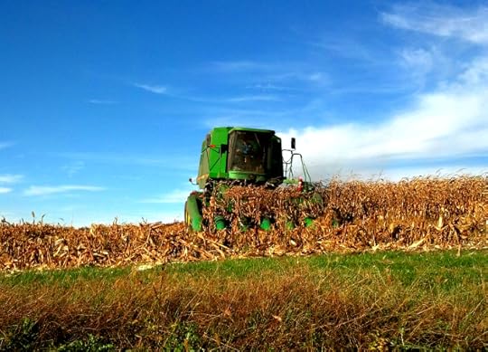 Corn Field