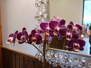 Orchids