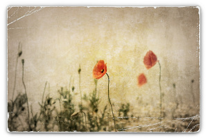 Remembrance Poppies
