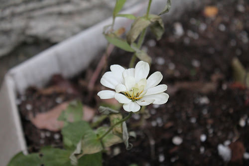 zinnia
