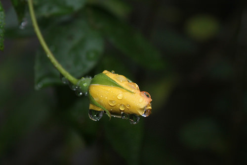 rogue rose