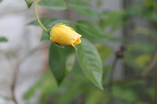 rogue rose