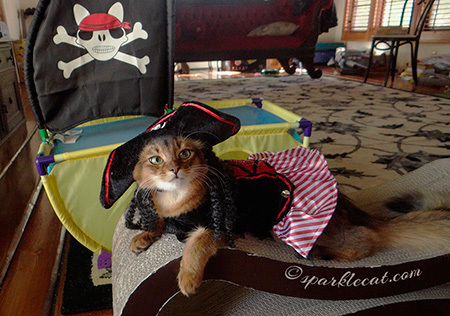 Yo ho ho and a bottle of catnip essential oil!