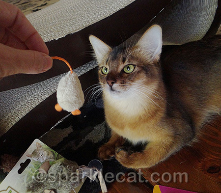 That mousie is done for!