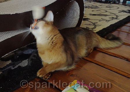 I am a fierce killing machine! Just like Sparkle used to say