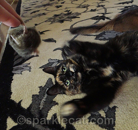 Look at those whapping paws go!