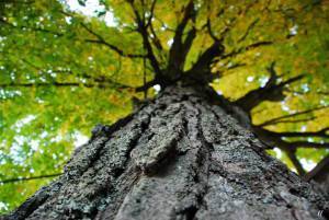 1689329_10152765545595953_3551607113848005754_n