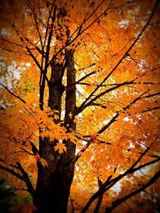 541329_10151273131260953_808477783_n